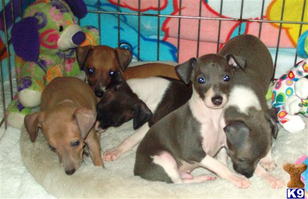 Italian Greyhound Puppies